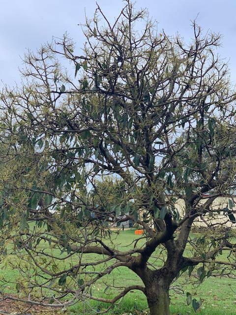 A hail battered avocado tree on the Franics family's farm.