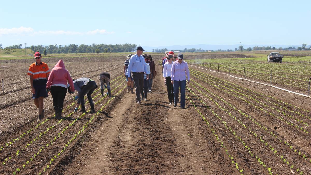 Food Heroes visits lettuce and broccoli producer Koala Farms at Gatton ...