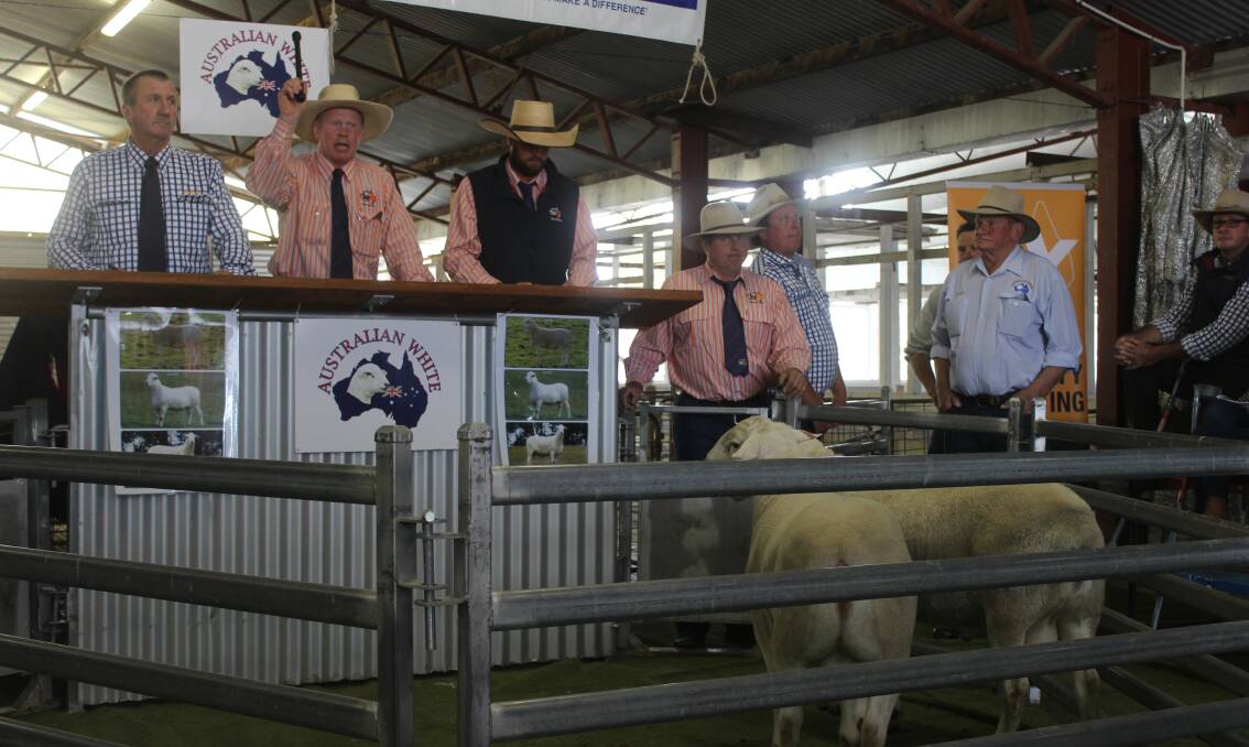 The Australian White Ram Sale underway with George McVeigh, TopX, taking the rostrum.