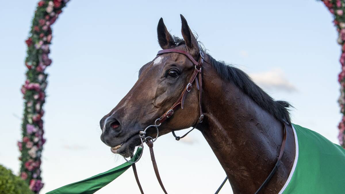 Apache Chase after winning the Kingsford Smith Cup at Eagle Farm on Saturday. Pictures: Michael McNally. 