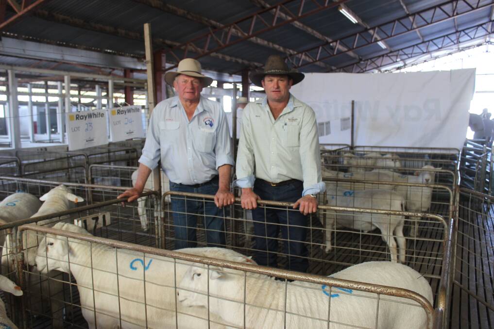 Vendors Murray Schroder, Keilah Australian Whites and Mary Davey, Springdale Australian Whites with a portion of their sale rams. Picture Helen Walker