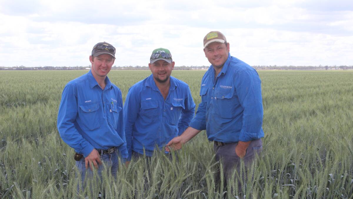 Hannes Smith, Michael Klingner and Derryck Mickelborough in the Glenesk wheat crop.