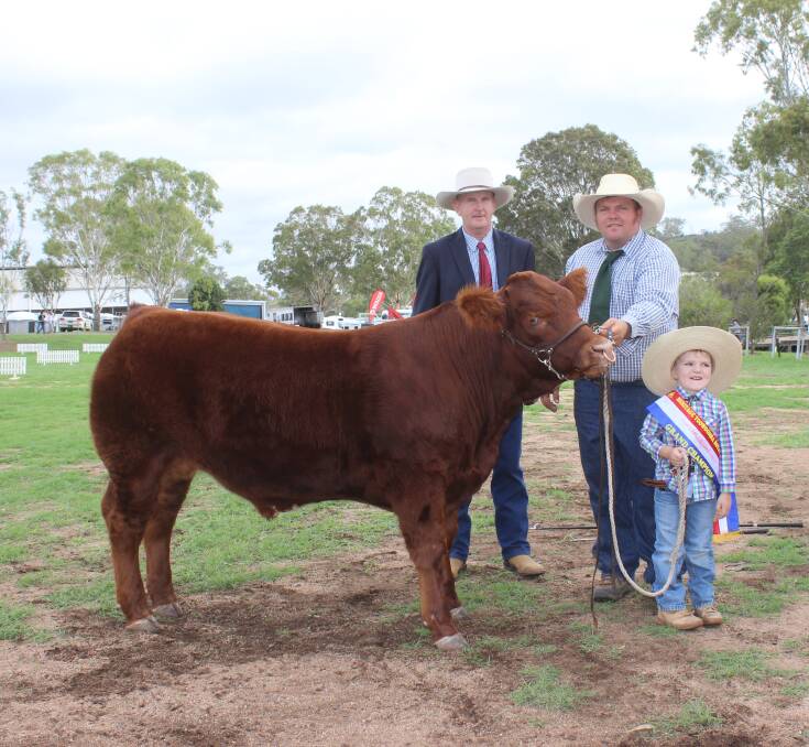 Grand champion led steer, Chicken Nugget with judge Damien McMahon, Killarney, exhibitors Ben Passmore and his four-year-old son Lane. Pictures: Helen Walker 