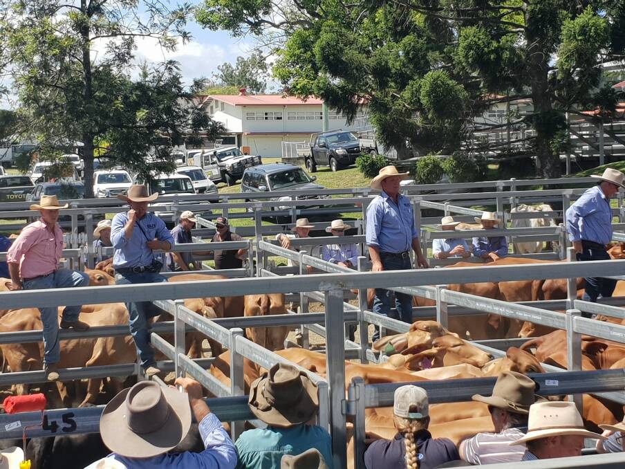 Selling agents, Gilliland Livestock Marketing and Elders combined to hold the inaugural Scenic Rim Store Sale at the Beaudesert Showgrounds last Friday. 