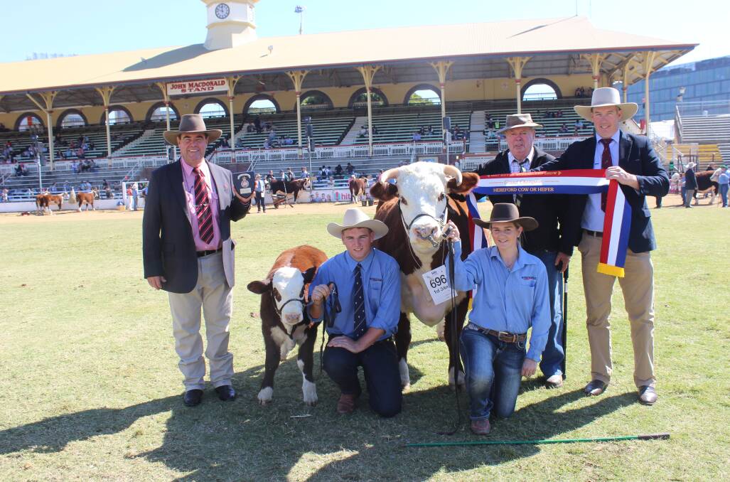 Grand champion Hereford bull Thornleigh Legume  with Brian Kennedy, Elders, Armidale, held by exhibitor Ben Monie, Thornleigh Herefords,Little Plain, NSW and decorated by Margie Adman, and Richard Wilson, Banana Station, Banana.
﻿