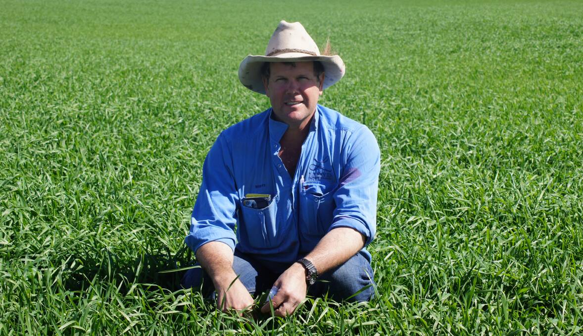 Scott Lloyd, Wieambilla, south-west of Chinchilla, said this year's winter wheat and barley crops have been "blessed" due to the constant rainfall. Picture Katie Lloyd. 