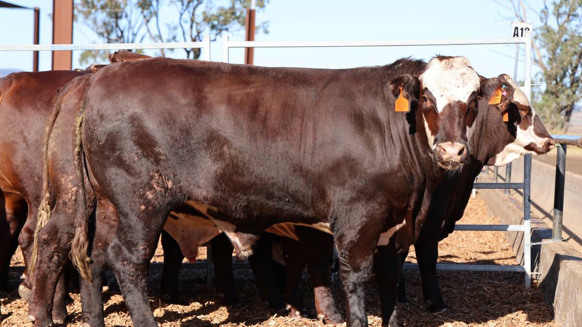 Yulgilba won the highest individual weight gain for Class 37A with an average daily weight gain of 3.59kg for a Santa Gertrudis Hereford cross steer. Picture Liz Allen. 