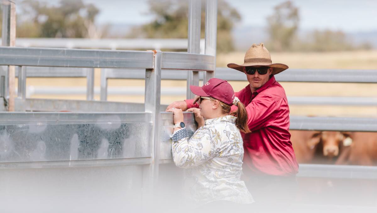 Nikki and John Cleary working bulls through their newly constructed cattle yards. Pictures: QRIDA 