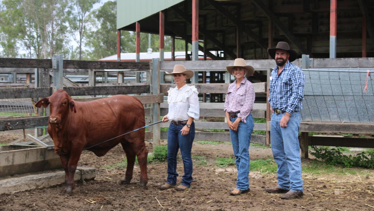 Sasha Mylrea sold Sakensha Georgette (P) for $21,000 to Andrew and Molly Clarke, Molan Droughtmasters, Thangool.
