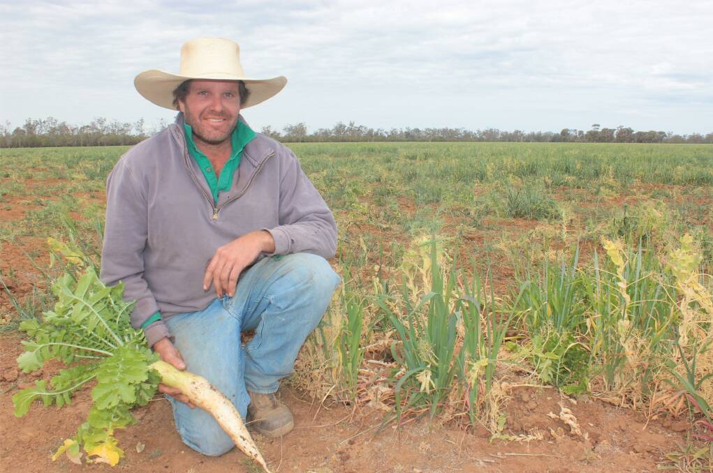Bungunya district farmer and woolgrower James Rae, Windamall, has planted tillage radish and field peas with his oats and barley and is now feeding it to his sheep.