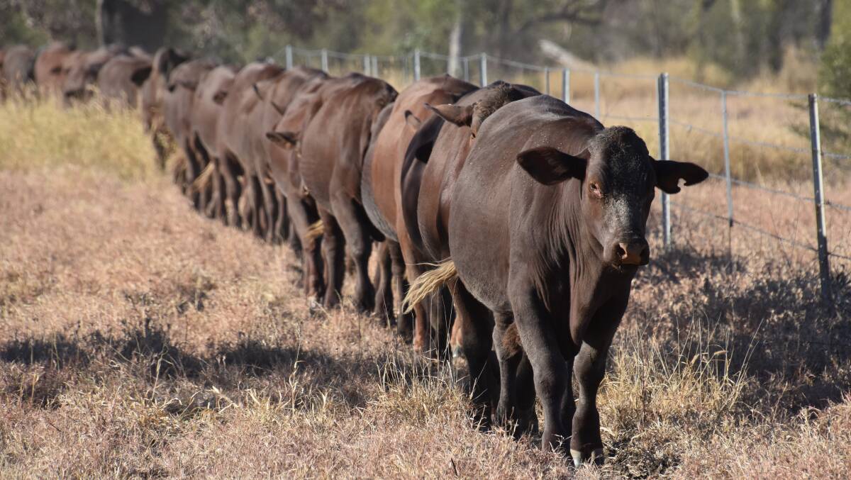 Heading home: These Santa Gertrudis steer are heading back to their paddock after being dipped and treated for ticks.