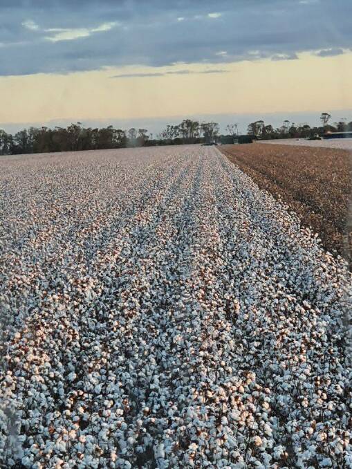 Last year's cotton crop. Picture supplied. 
