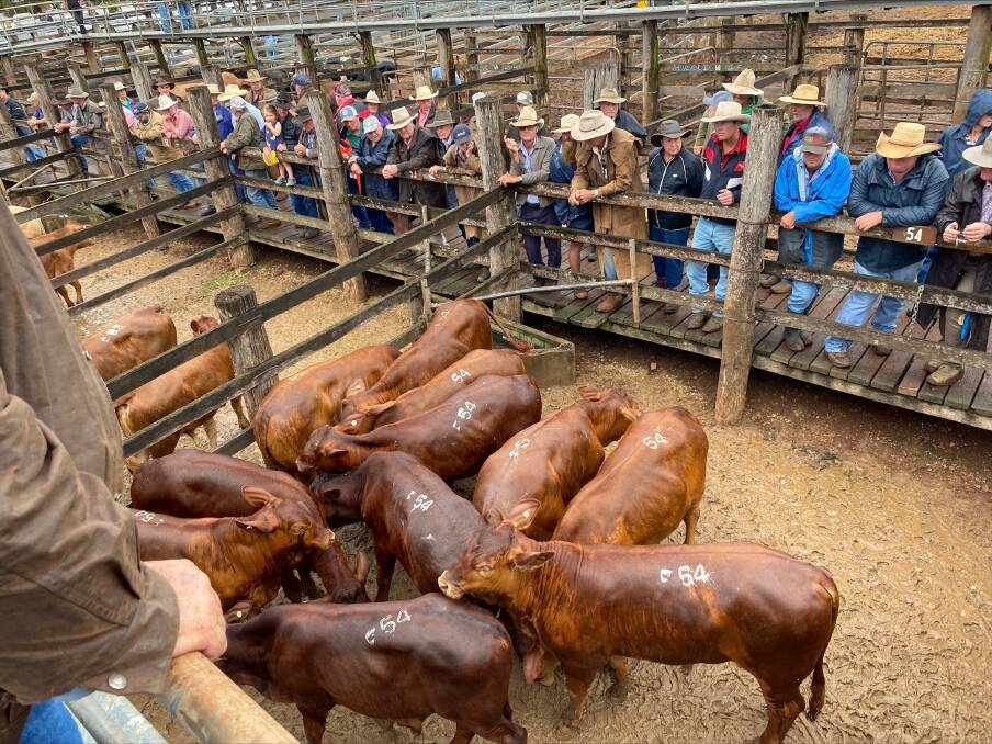 A line of 11 Droughtmaster steers weighing 278 kilograms sold for 702c/kg to return $1956/head at Coolabunia store and fat sale.