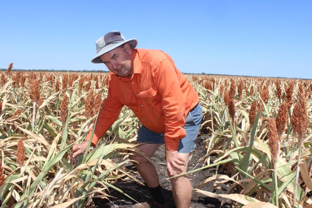 Lyn Brazil, Anchorfield, Brookstead, points to some of his drought stressed sorghum crop which will be downgraded to sorghum No 2. Picture - Helen Walker.