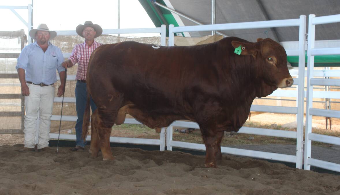 Vaughan Campagnolo, Savannah Simmentals, South Australia, with Matt Kirk, Ticoba Simbrahs, Mundubbera, with the top priced bull Ticoba 819 (P) that sold for $9500 to Cam and Lisa Hughes, Malarga Grazing, Brooweena.




