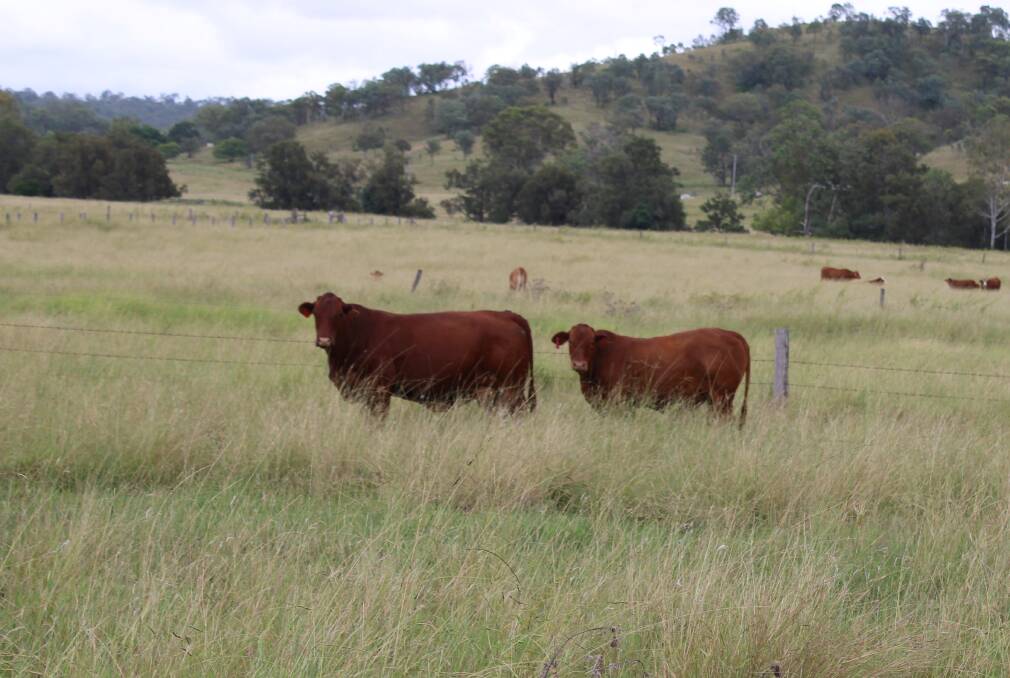 Some beef producers have stated they are having the best season in 50 years after significatant rain started to fall in October last year. 