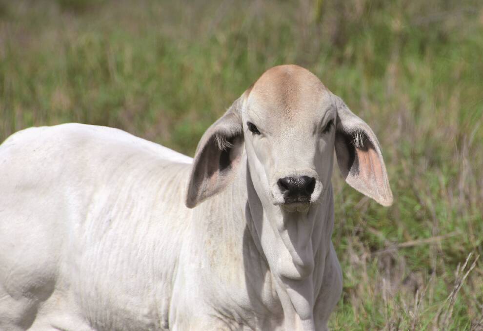 Kaiuroo is also home to stud and commercial grey Brahmans.