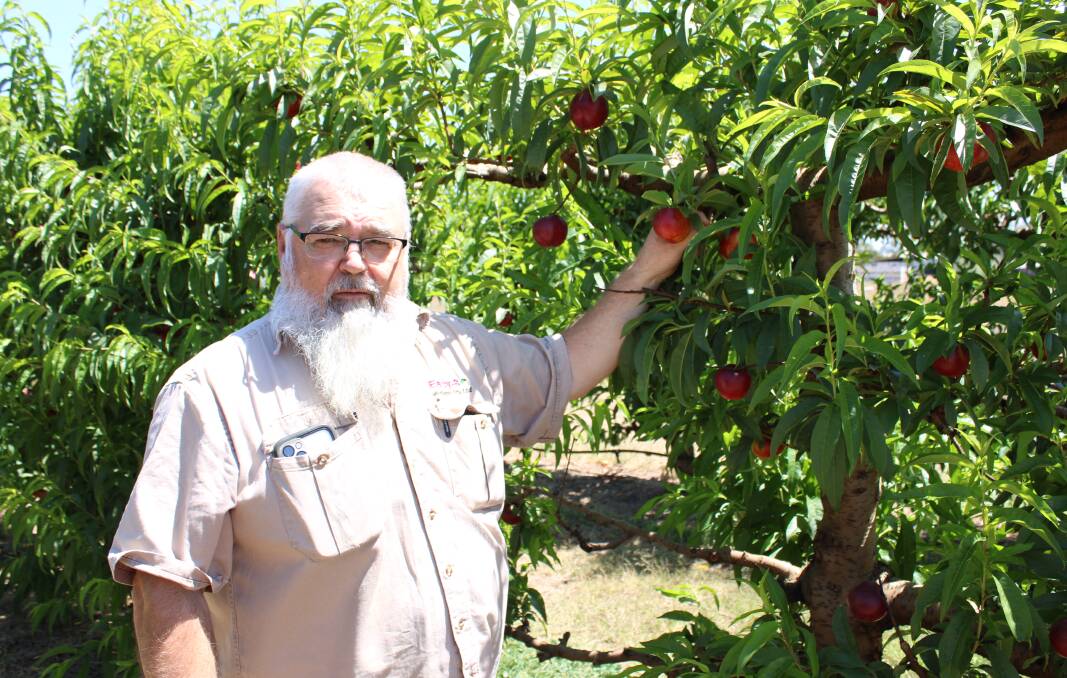 Shane Francis said all their stone fruit would be picked by the end of October. 
