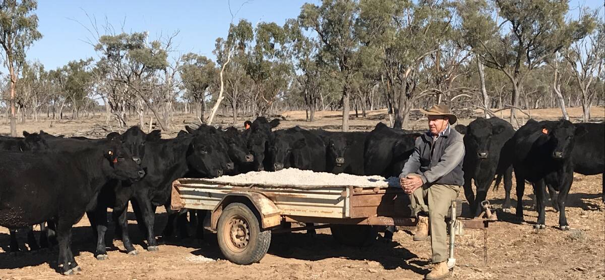 Feeding out: Tangles Webster, Goolburra, Wyandra, feeds out cottonseed as protein plus other roughages in a box trailer to keep his Angus heifers well nourished as part of his management strategy during the prolonged drought. Picture: Jenny Webster