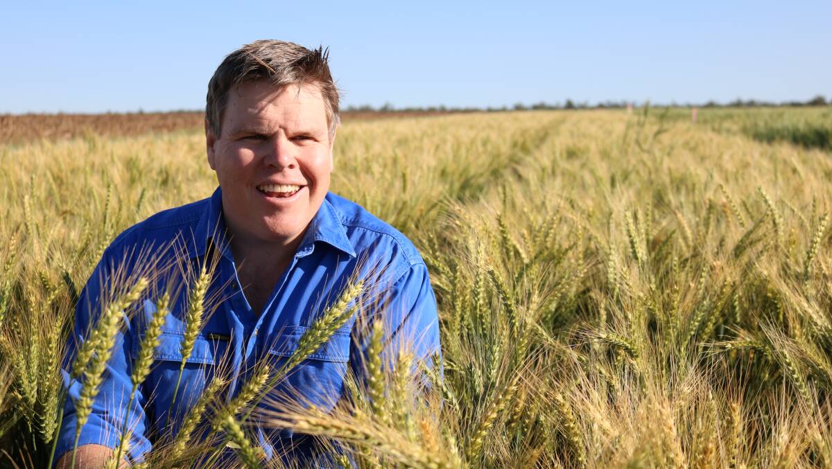 Department of Agriculture and Fisheries senior research agronomist Darren Aisthorpe says wheat growers can reap a significant yield benefit by identifying the ideal target flowering window for a region and adapting the sowing date for particular varieties accordingly. Picture supplied. 