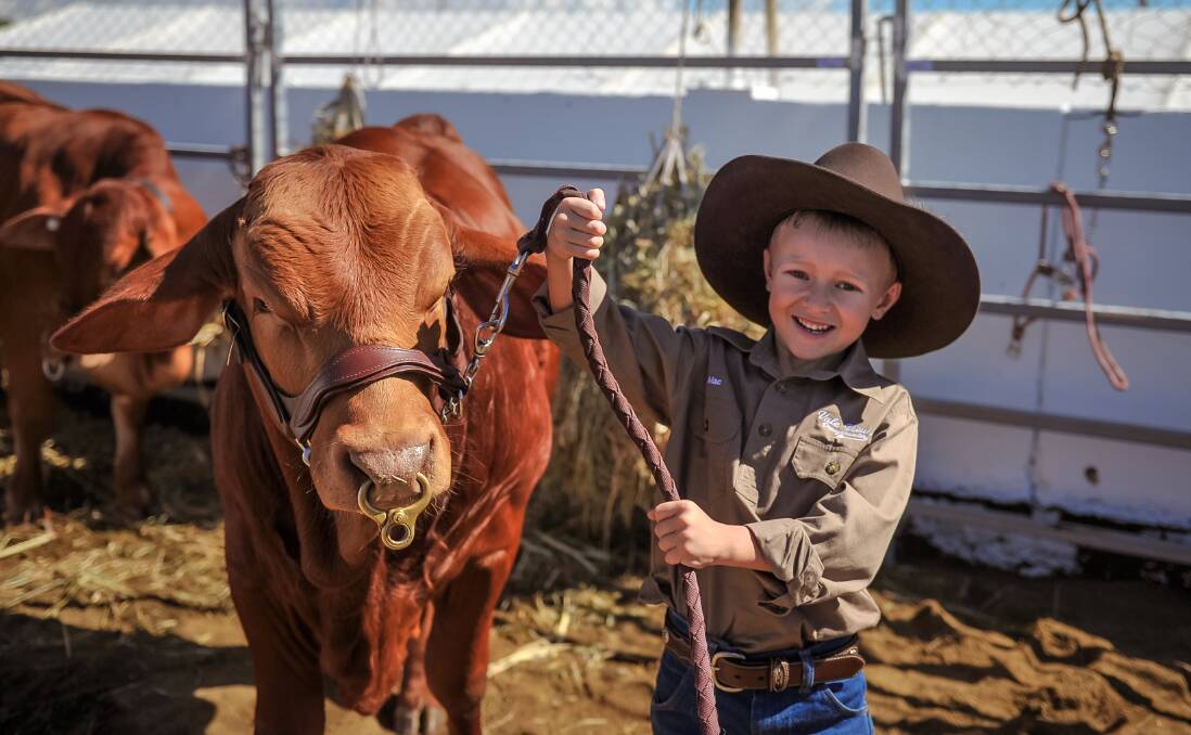 The youngest exhibitor in the Droughtmaster judging, Mac Smith, Vale View M Droughtmasters, Manumbar, with Vale View M Gator. Photo: Kelly Butterworth. 