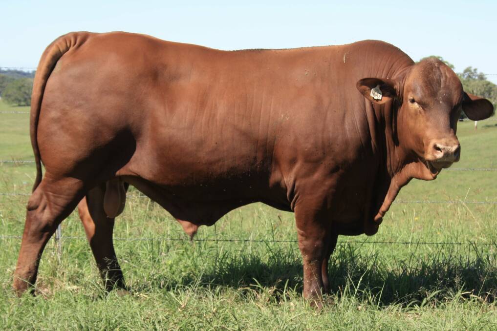 Sale topper: The Godfrey family, Namoona Trig Senepols, Casino, NSW sold Namoona N42 for $12,000 at the NT Invitational Sale held at the CQLX on Monday. Picture supplied. 