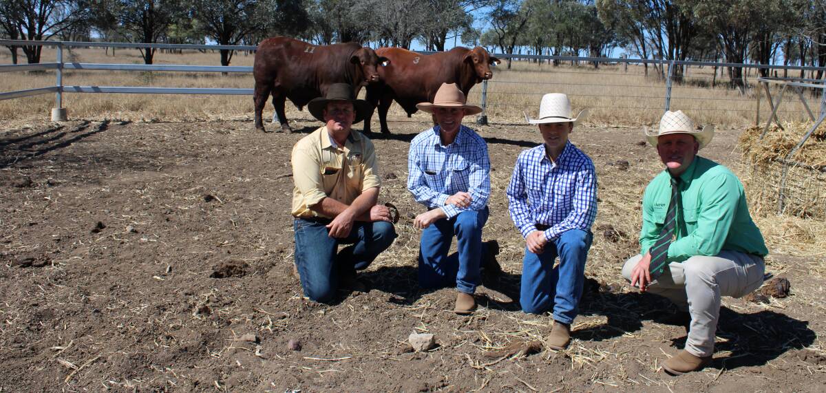 Full IVF brothers Dangarfeld Colossal and Dangarfield Chicken on a Chain stole the top price honours at the Dangarfield Santa Gertudis bull sale selling for $28,000 respectively and are pictured with Ben Adams, Rick and James Greenup and Colby Ede. Picture: Helen Walker 