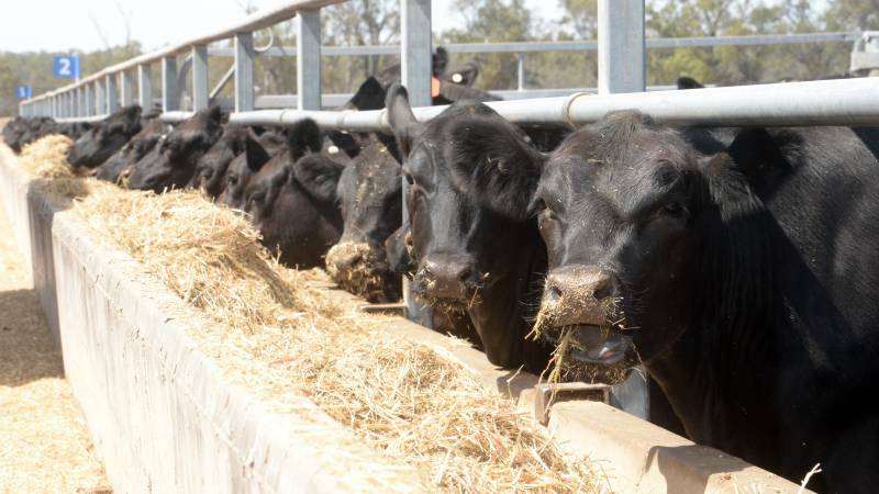 Stanbroke Pastoral Co feed cattle at its Chinchilla Feedlot to supply  its wide-ranging Diamantina branded beef programs.