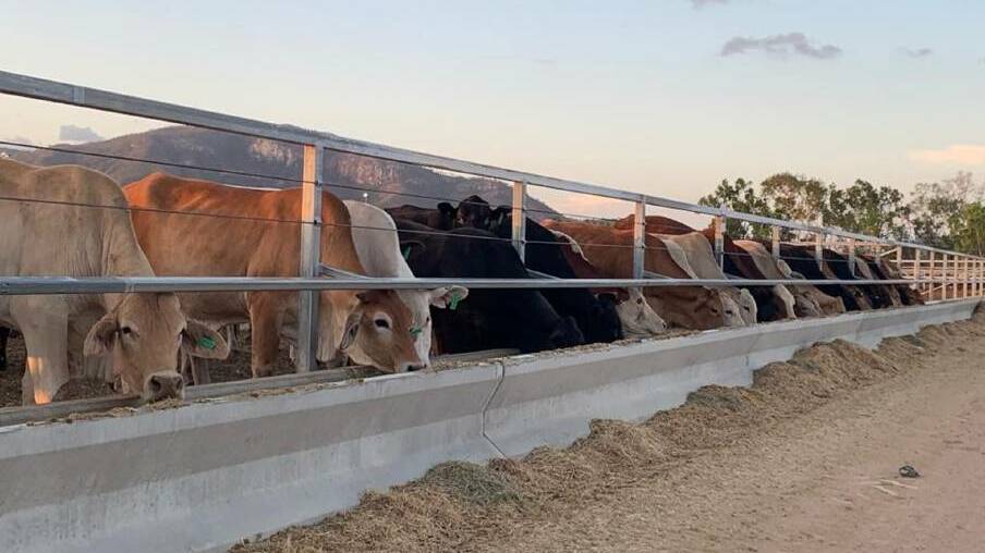 A total of 1,145,228 cattle on feed in Australia was recorded for the December 2022 quarter. File picture