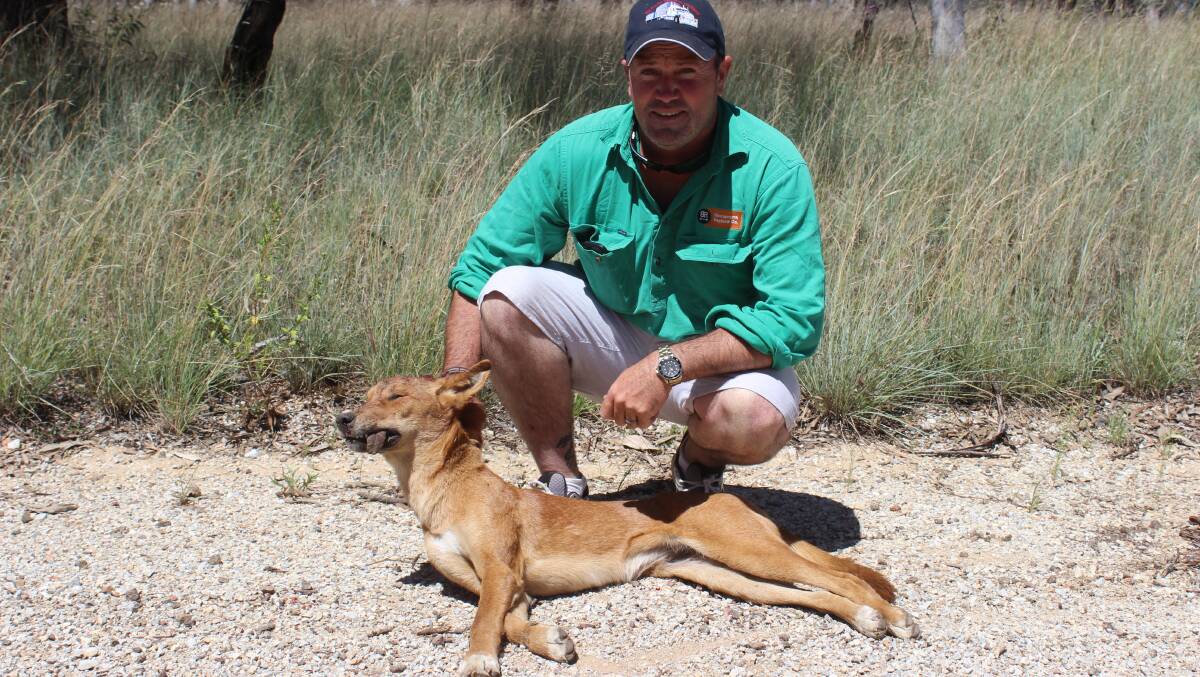 Bounty: Ben Hammond, Stoney Gully Farm, Karara with a dingo bitch he recently trapped since moving to the district.  Picture Helen Walker