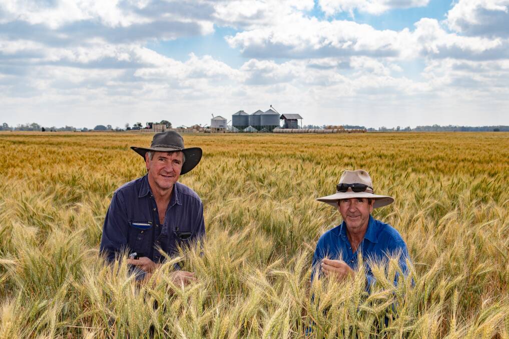 Greg and Terry Dalgliesh, Galtymore, Brigalow, prior to harvest. The brothers planted winter wheat and barley on the back of 73 millmetres of rain falling in March. 