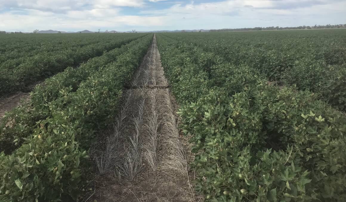 A portion of the Finlay family's cotton crop which was planted into a cover crop of Moby barley in skip row configuration. Picture - supplied.