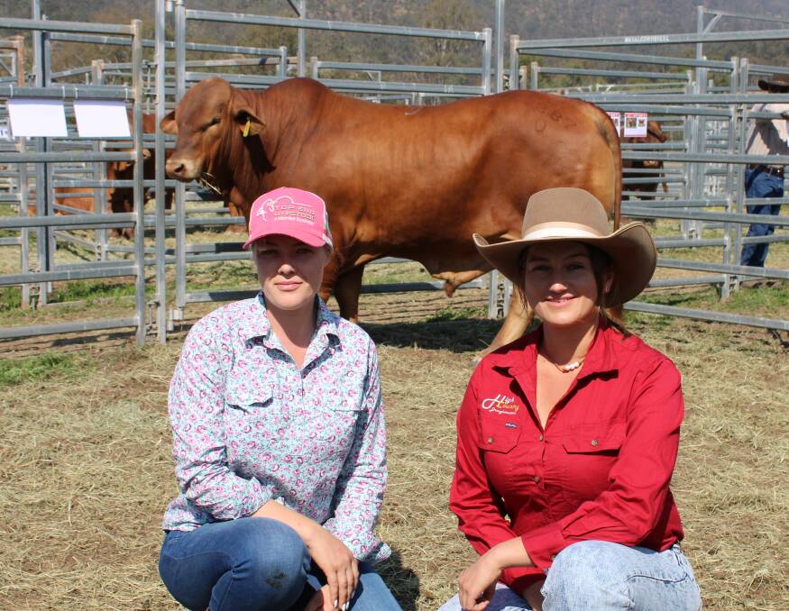 The sale topper was High Country Kellogs (P), at $18,000 with pictured with Olivia Wright, Munda Reds Droughtmasters, Glencoe, Gingin, Western Australia. Pictures Helen Walker 
