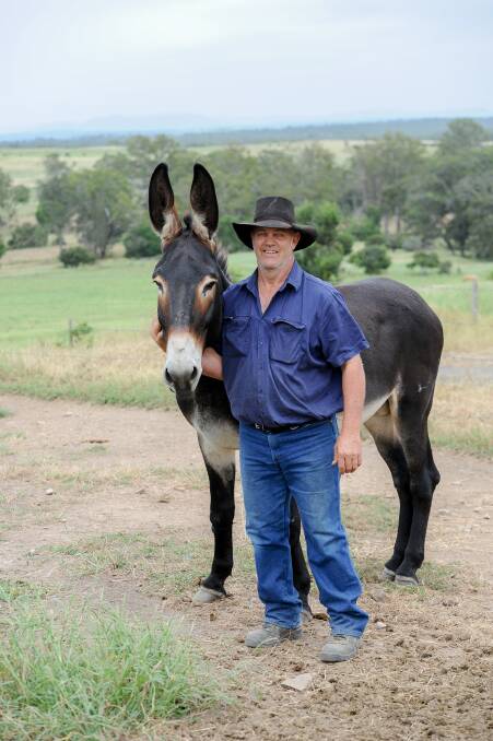 David Scholl with his United States imported donkey Jack, Moses. Photos: Lucy Kinbacher 