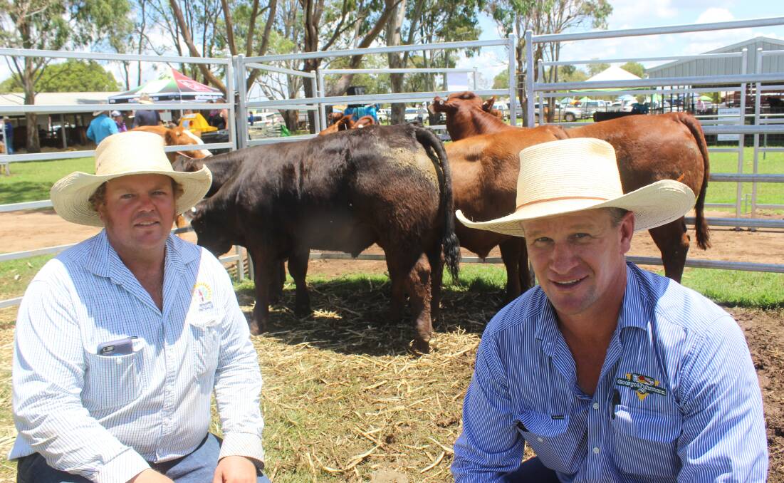 Ben Passmore, Benjarra Limousins, Clifton, and Matthew Grayson, GNF, Warwick, with the black LimousinAngus-cross steer which topped the sale at $4600. Picture - Helen Walker