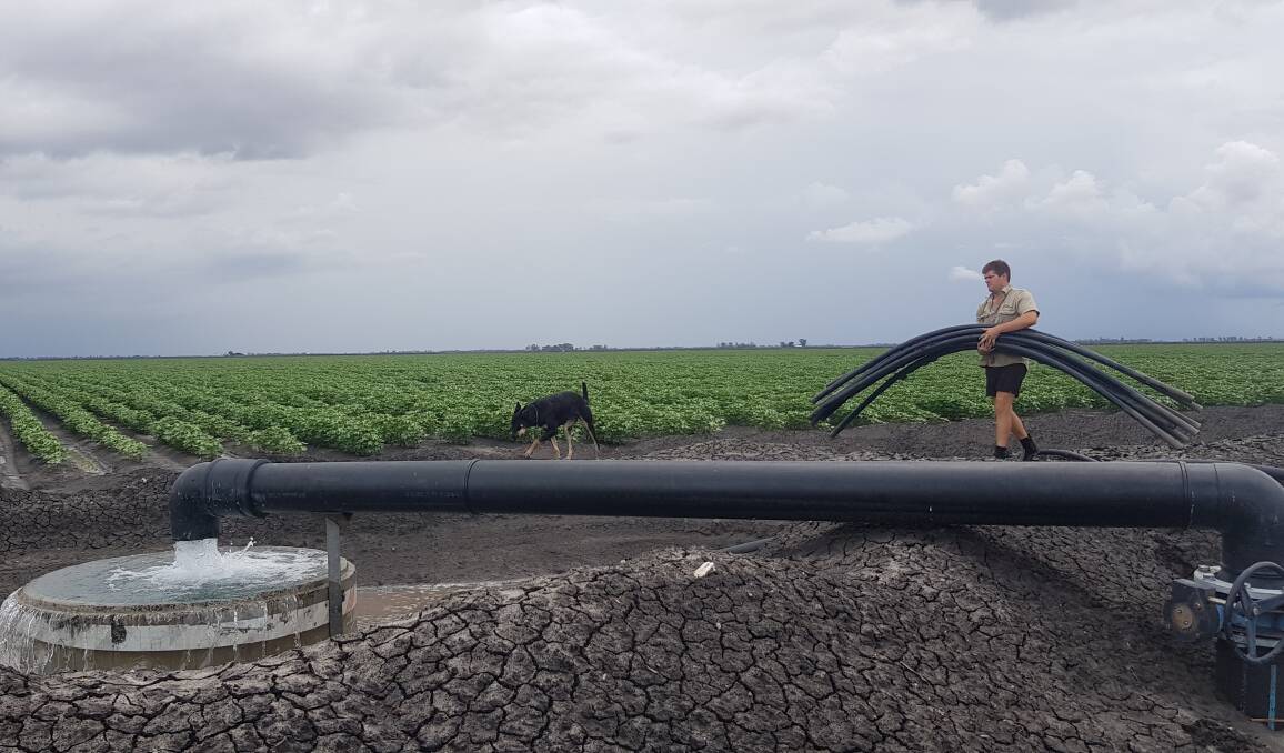 Brodie Cronau was kept busy moving the irrigation pipes over the Clapham family's 120 hectare cotton crop near Brookstead, last year.