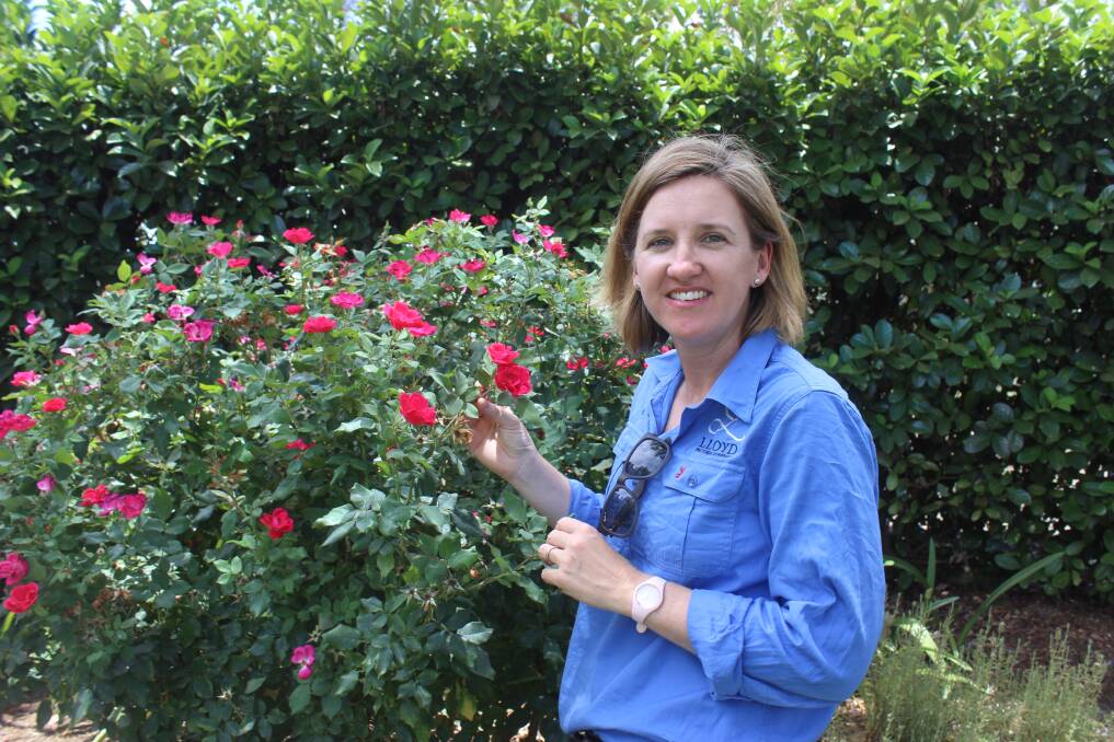 Katie Lloyd looks over some of the beautiful rose bushes in their garden. 