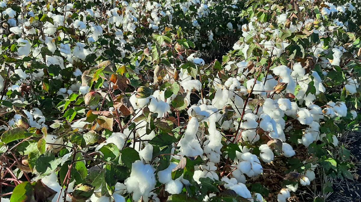 Silverleaf whitefly reduces the end value of cotton due to their sticky honeydew excretions contaminating the lint and preventing it from being processed.