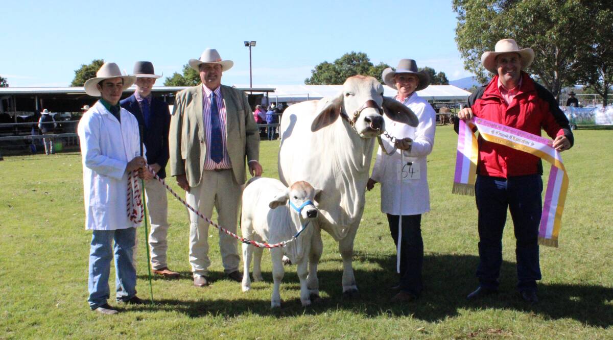 Grand and senior champion cow was Raglan Brooke and is held by Aimee Olive, Tim O'Connor holds the calf, associate judge Connor Mollenhagen, judge Robert Sinnamon, and sashed by Anthony Ball, Elders. 