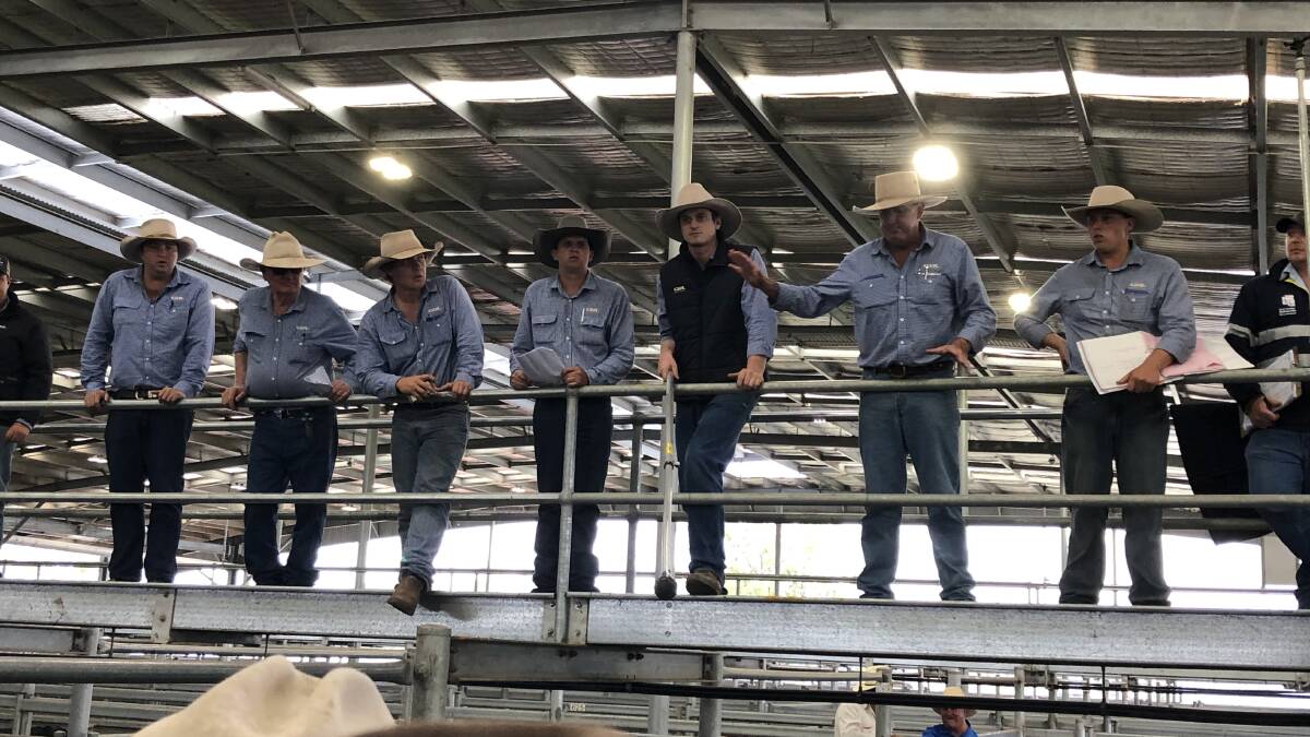 The GDL team in action at the Dalby Saleyards yesterday. Picture supplied. 