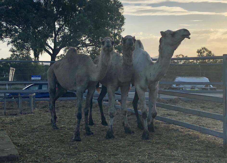 Seventeen camels went under the hammer at the CQLX Prime and Store Sale where the entire line was snapped up for $240/head by Summer Land Camels, Harrisville. 