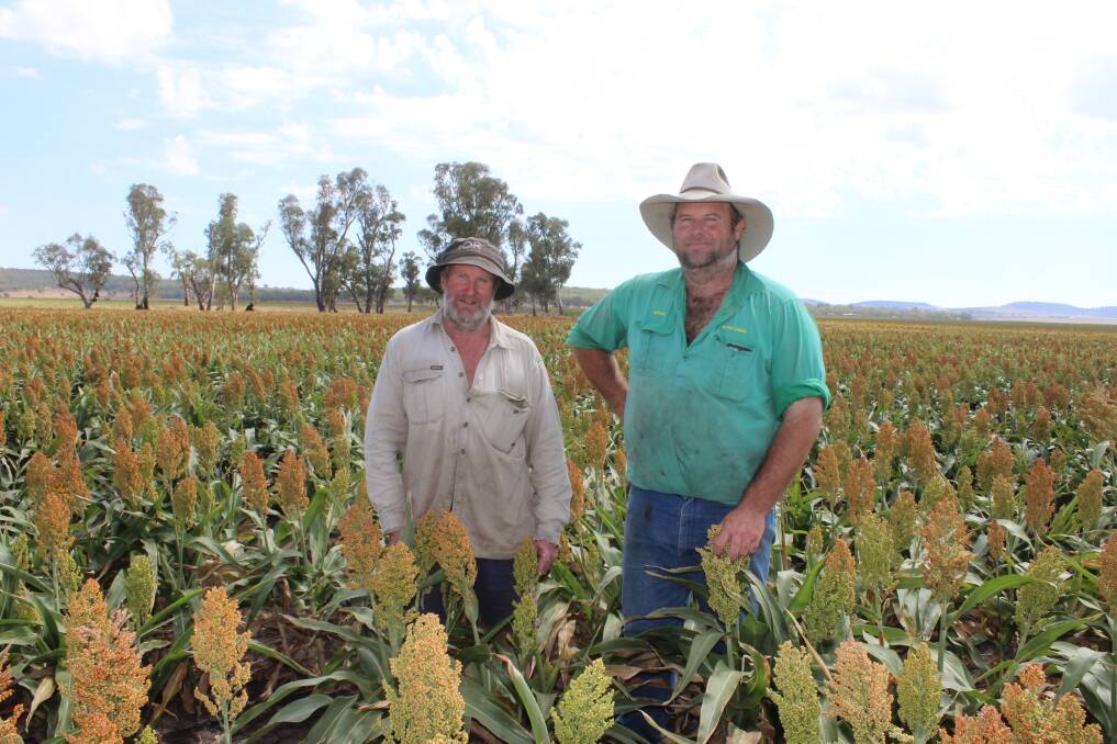 Howard Brown, Longview, Clifton, with his neighbour Roger Blanch, inspecting his late sorghum plant which will be harvested in six weeks.   Picture: Helen Walker