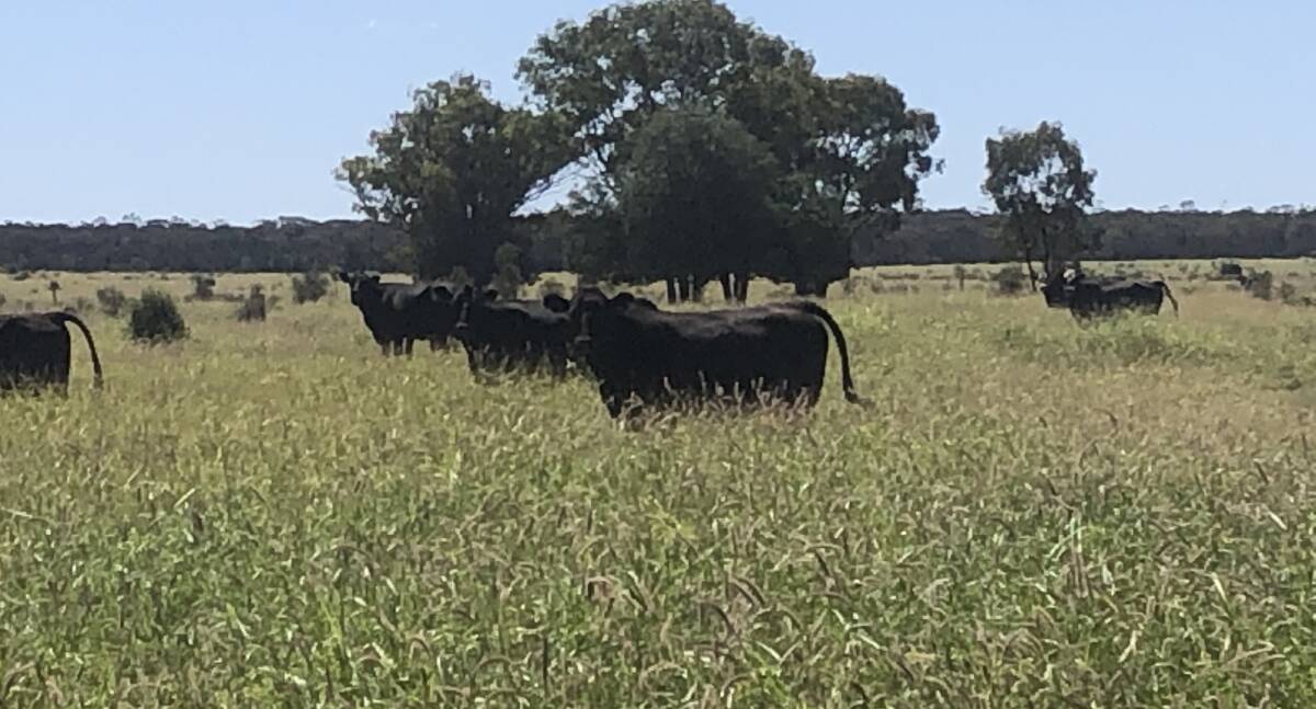 Some of the McDonald family's Angus breeders running on Victoria Park at Goondiwindi. 