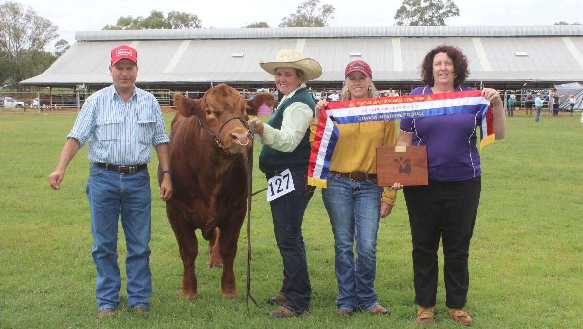 Junior interbreed bull champion was Gold Crest Milkshake Queenslander held by Bec Skene and exhibited by Darren and Shelly Hartwig and decorated by Tania Paget, Pinnacle Park Speckles, The Summit.