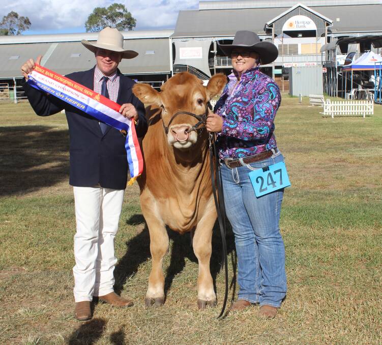 Judge of the led steers, James Dockrill, Pinedock Fitting Services, Casino, NSW sashes the grand champion led steer Max, a Limousin cross exhibited by Travis Luscombe, and held by Allison McCabe.