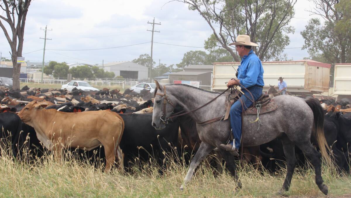 A line of 1600 Georgina Pastoral Company heifers being delivered to the Dalby Saleyards on Tuesday by boss drover, Bill Little. Picture: Helen Walker