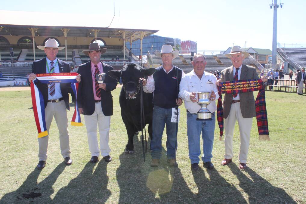 Grand champion Angus bull Carabar Docklands L36 exhibited by Darren Hegarty, Carabar Angus Stud, Meandarra, held by Glen Waldron, Elite Fitting Services and sashed by Greg Webster, Sarum Angus. 
