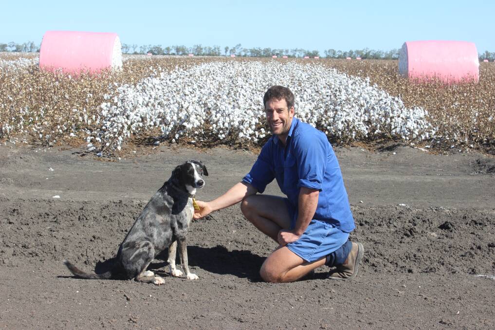  Dan Hayllor, Kensington Park, Macalister, with his faithful companion Mud, checking the cotton still to be picked. 