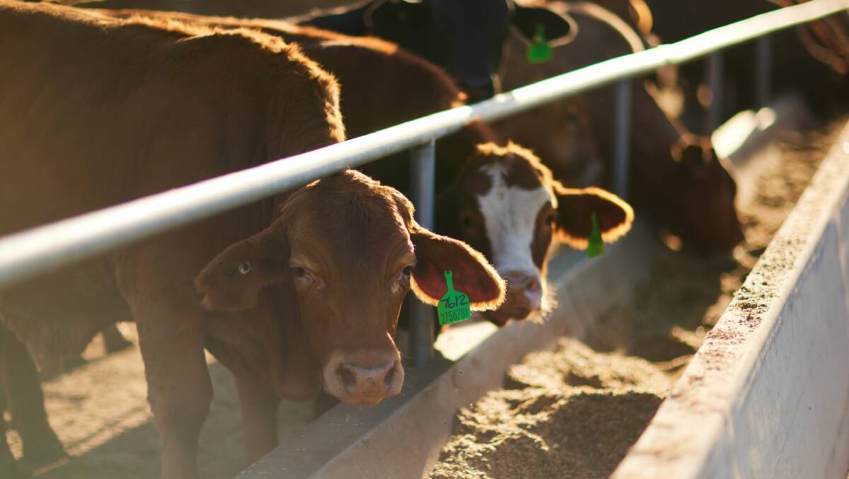 Mort & Co has partnered with Supermarket company, Coles and DSM, the company responsible for developing feed additive Bovaer, to conduct the trial at Grassdale Feedlot near Dalby in Western Queensland. PIctures supplied.