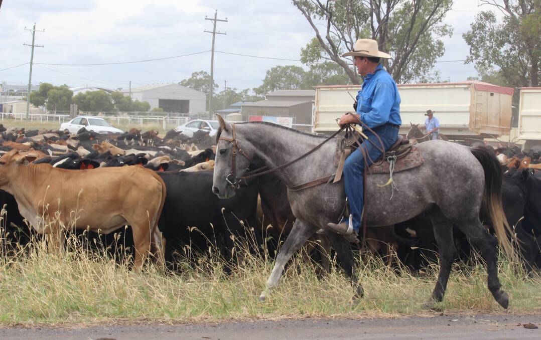 Recently Boss Drover Bill Little delivered a mob of 1600 heifers he had on the stock route to the Dalby Saleyards. Picture Helen Walker